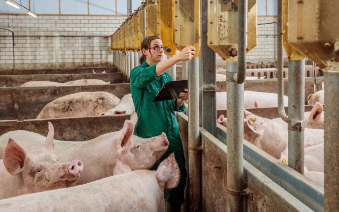 Mitos y realidades sobre el consumo de la carne de cerdo