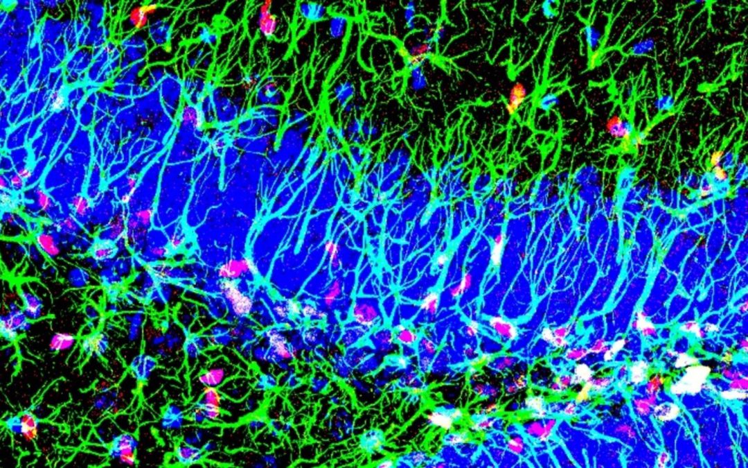 Identifican un mecanismo que promueve la creación de nuevas neuronas toda la vida