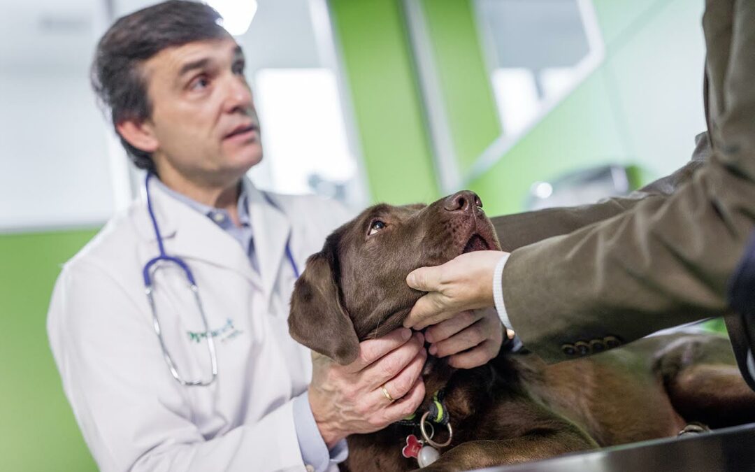 Leptospirosis canina: conoce los signos, diagnóstico y tratamiento de esta enfermedad