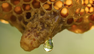 Las propiedades de la miel: ¿son puro cuento o están demostradas científicamente?
