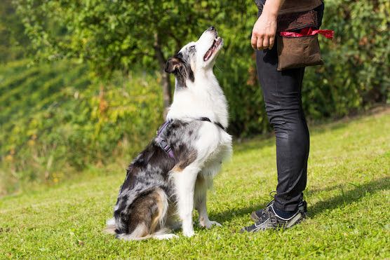 Los adiestradores de perros dan consejos para evitar los ataques