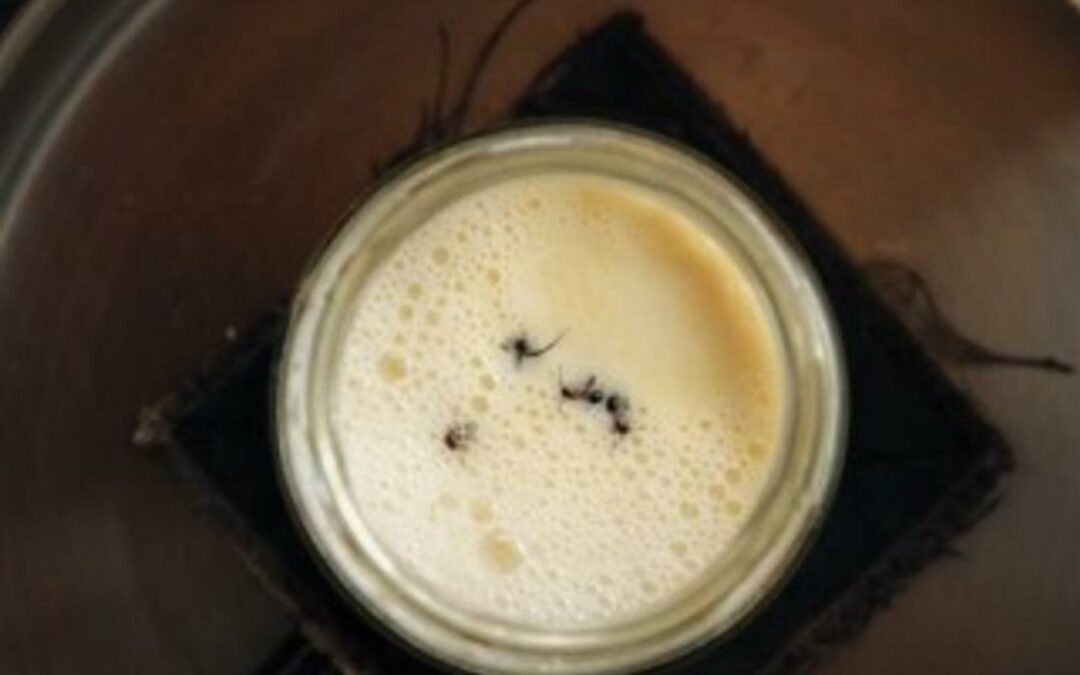 ¿Yogur enriquecido con hormigas vivas? Según la receta tradicional, si